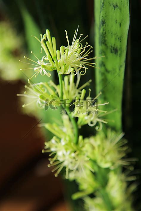 虎尾兰开花风水|虎尾兰——高雅与华贵并存的花（虎尾兰花语及其象征。